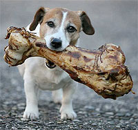 blog_dogbone10