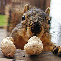 blog_nuts10
