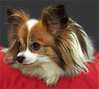 blog_papillon