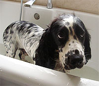 blog_springer10